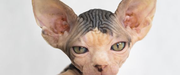 Sphynx je najpoznatija pasmina mačke bez dlake