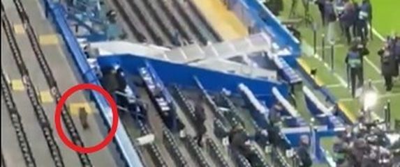 Lisica na Stamford Bridgeu