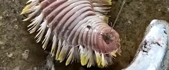 Životinjsko carstvo