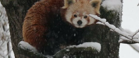 Program 'Ma tko spava zimi?!' održava se u zagrebačkom zoo vrtu - 2