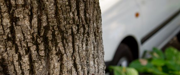 Ilustracija: automobil udario stablo