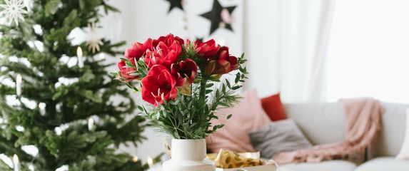 Veličanstveni amarilis krasi mnoge domove u blagdansko vrijeme