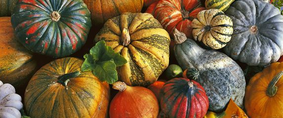 Bundeva, buča, tikva - 8