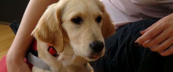 Pas predsjednice Kolinde Kika (Foto: Dnevnik.hr) - 1