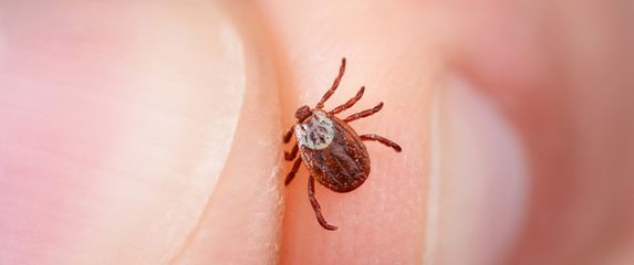 Krpelj (Ilustracija: Getty)