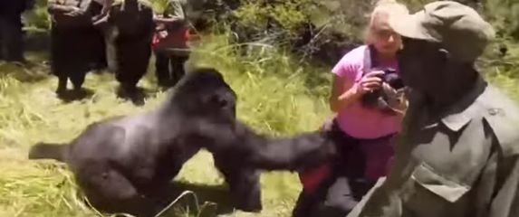 Gorila (Foto: Screenshot/YouTube)