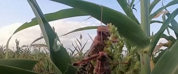 Najezda skakavaca u Etiopiji - 3