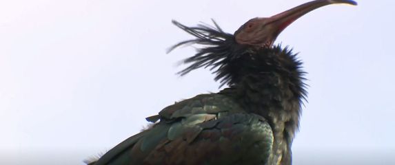 Ćelavi ibis na Grobničkom polju - 3