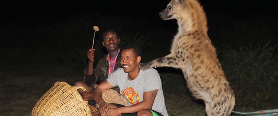 Hranjenje hijena u Hararu, Etiopija - 2