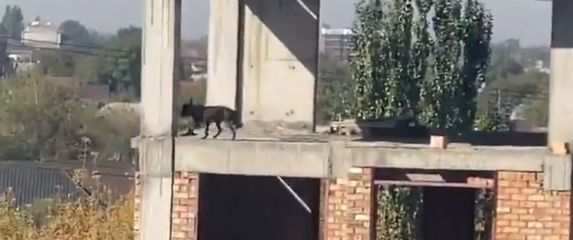 Pas na zgradi