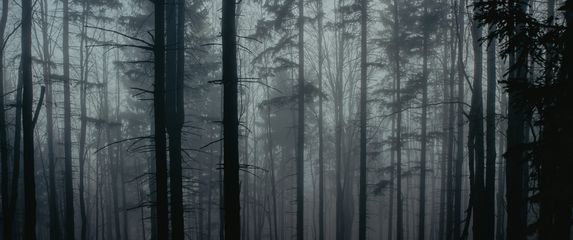maglovita mračna šuma koja aludira na strah