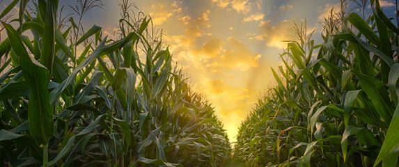 Polje kukuruza, ilustracija