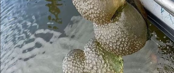 Kolonija bryozoa