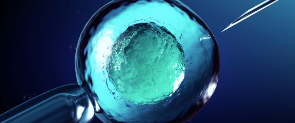 Oplodnja ljudskog jajašca, ilustracija