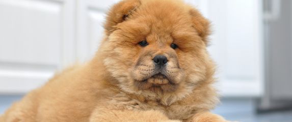 Štene pasmine čau-čau