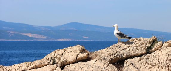Galeb uz Jadransko more, ilustracija