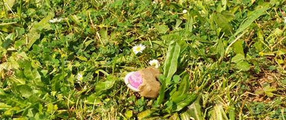 Počinje oralna vakcinacija - 2