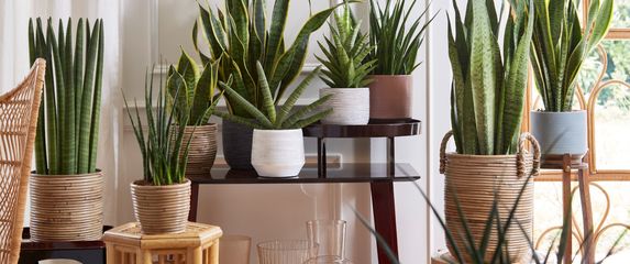Sansevieria
