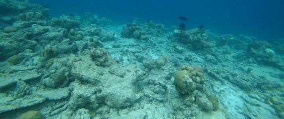 Koraljni greben opustošen klimatskim promjenama