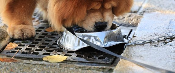 Inženjer strojarstva Tomislav Kenjerić iz Zagreba postavio je 36 metalnih posudica za pse ispod javnih zdenaca kako bi ljubimci tijekom šetnje mogli piti vodu - 5