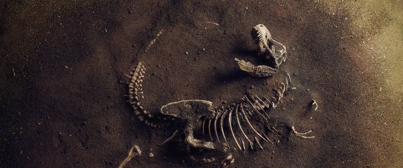 Kostur dinosaura, ilustracija