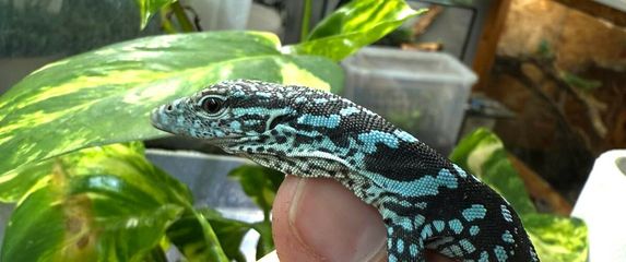 U zagrebačkom zoo vrtu na svijet došla dva plava varana - 6