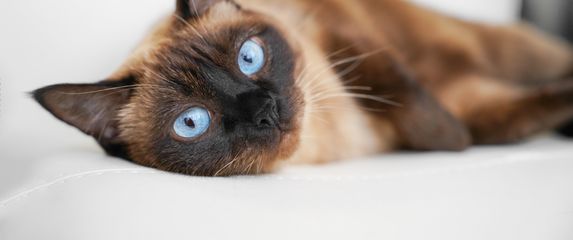 Mačke smeđe boje uvijek privlače poglede svojom toplinom i elegantnim izgledom