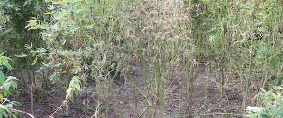 70-godišnjak uzgajao marihuanu - 2