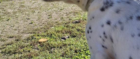 Bella je puno više od kućnog ljubimca