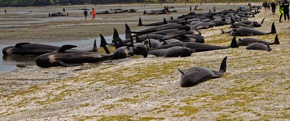Nasukani kitovi piloti u Novom Zelandu
