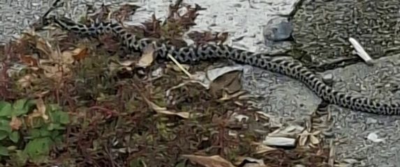 Četveroprugi kravosas