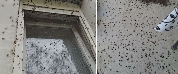 Najezda smrdljivih martina