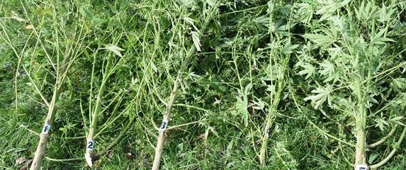 Plantaža marihuane kod Čazme - 6