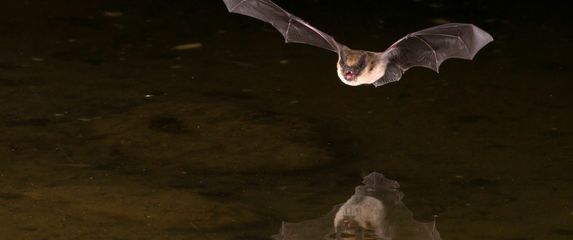 Šišmiš, ilustracija