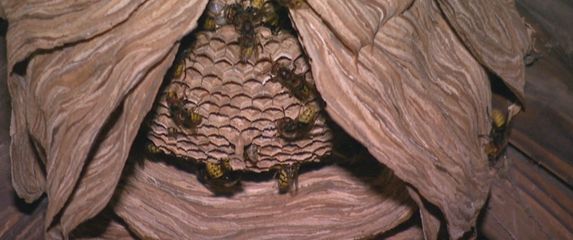 Trovanje zbog stršljena