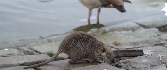 Opet problemi s glodavcima - 2