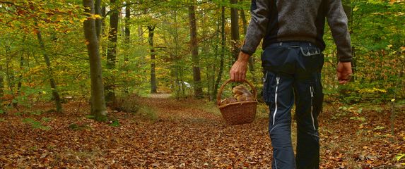 Branje gljiva, ilustracija