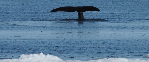 Grenlandski kit zaranja