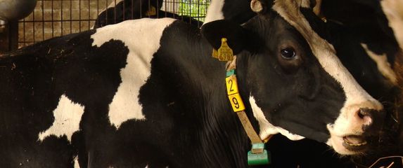 Povoljni zajmovi za poljoprivrednike (Foto: Dnevnik.hr) - 4