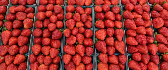 Jagode, ilustracija (Foto: AFP)