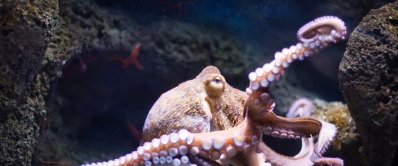 Hobotnica (Foto: Getty)