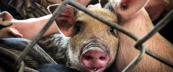 Svinje (Foto: Getty Images)
