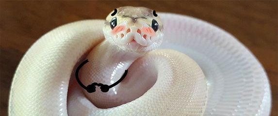 Smiješne zmije (Foto: boredpanda.com)