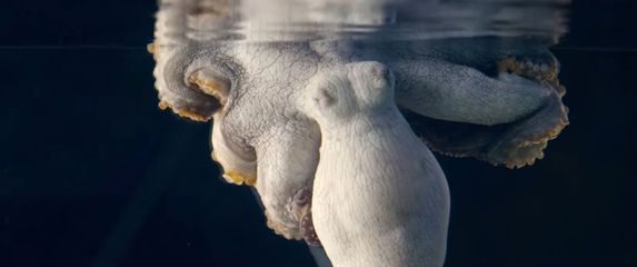 Hobotnica (Foto: Screenshot/YouTube)