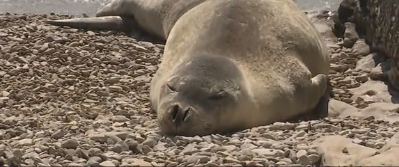 Sredozemna medvjednica - 2