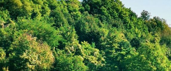 Living castles - Veliki tabor - 9