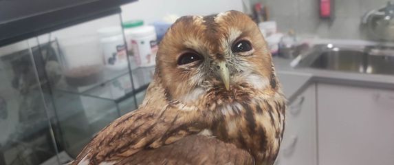 Šumska sova zapela između dva stakla - 1