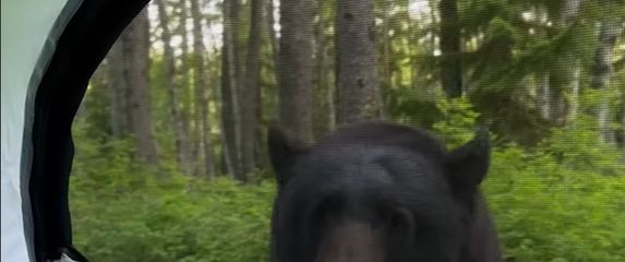 Medvjed ispred šatora