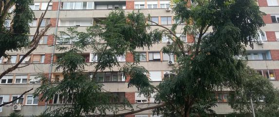 Stablo u naselju Srednjaci