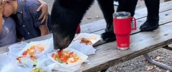 Medvjed na pikniku